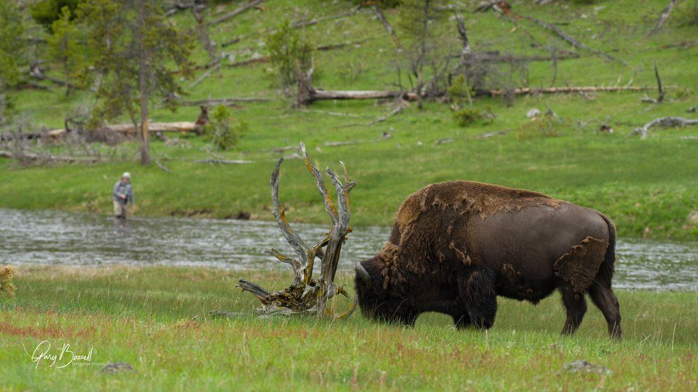 Bison grazing in a green meadow by a stream with scattered trees.