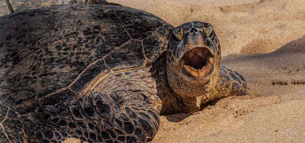 Sea turtle resting on sandy beach with its mouth open, close-up view