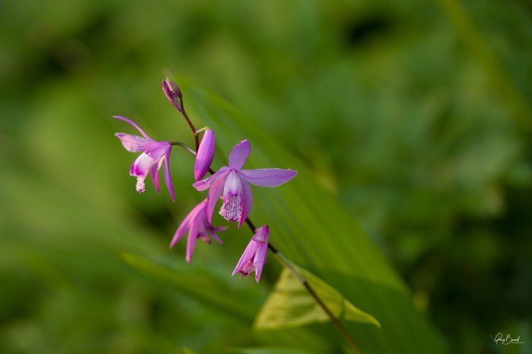 Pink wildflowers with slender green stems against a blurred green background