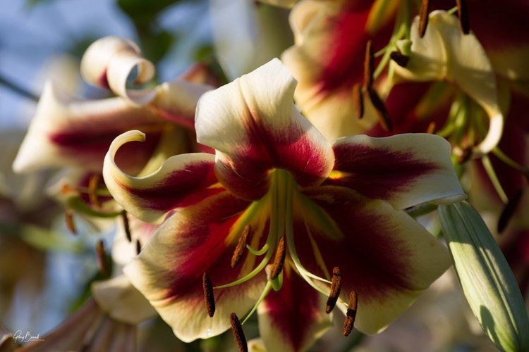 Close-up of red-and-yellow lilies with curled petals in soft sunlight