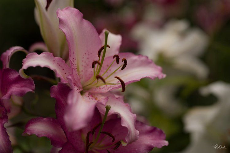 Pink lily blossom with white-edged petals and dark stamens against a soft blurred background
