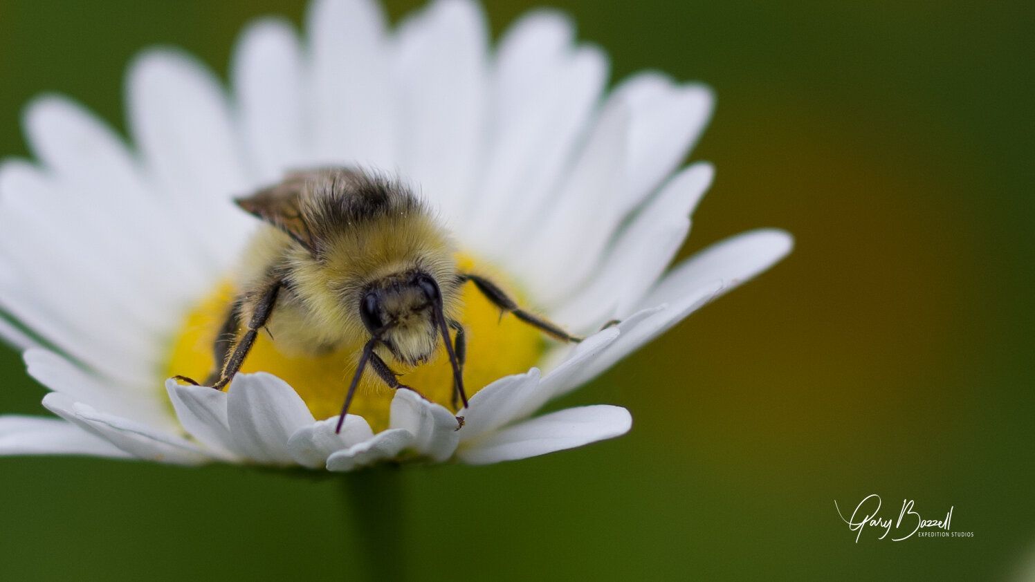 Bee on a white daisy with yellow center against a blurred green background