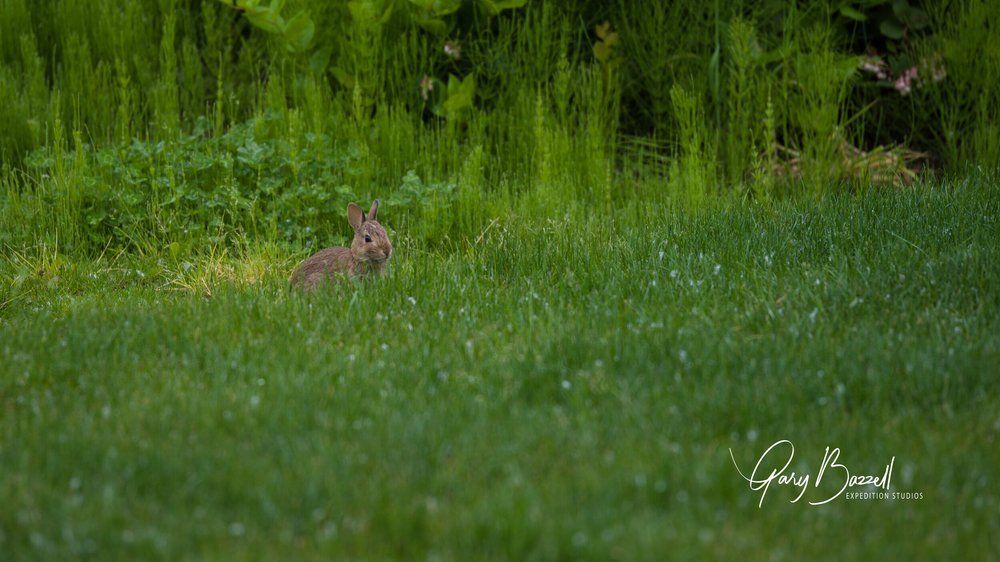 Small brown rabbit in tall green grass near a wooded edge.
