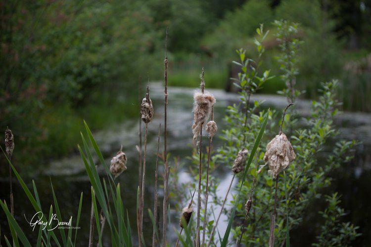 Wetland plants beside a calm river, with green foliage and blurred water in the background