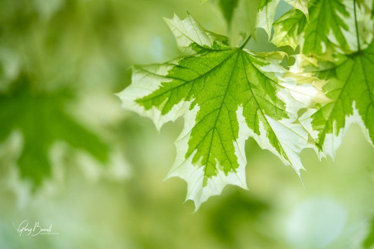 Green maple leaves against a soft blurred background