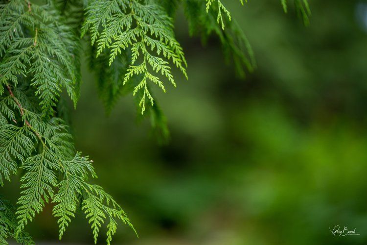 Green fern leaves hanging over a blurred green background