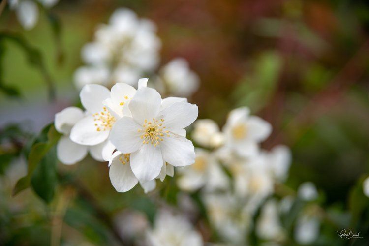 White blossoms with yellow centers on a leafy branch in soft focus