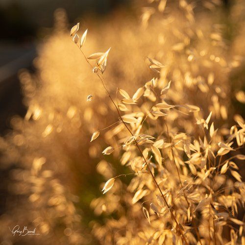 Golden wheat stalks lit by warm sunlight, softly blurred in a field background