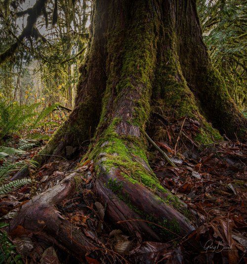 Moss-covered tree trunk with exposed roots on a forest floor, surrounded by damp leaves and ferns