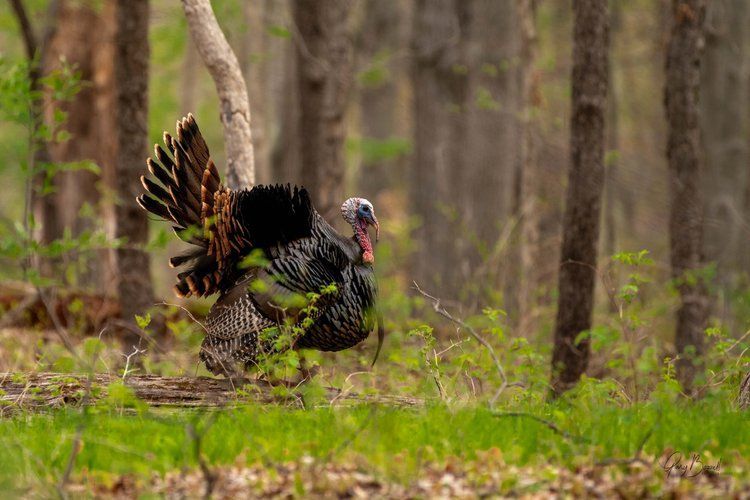 Wild turkey displaying tail feathers in a forest clearing with green grass and trees