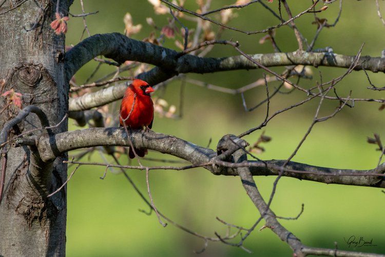 Bright red bird perched on a tree branch against a blurred green background
