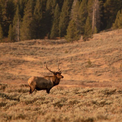 Elk standing in a grassy meadow with forested hills in the background.