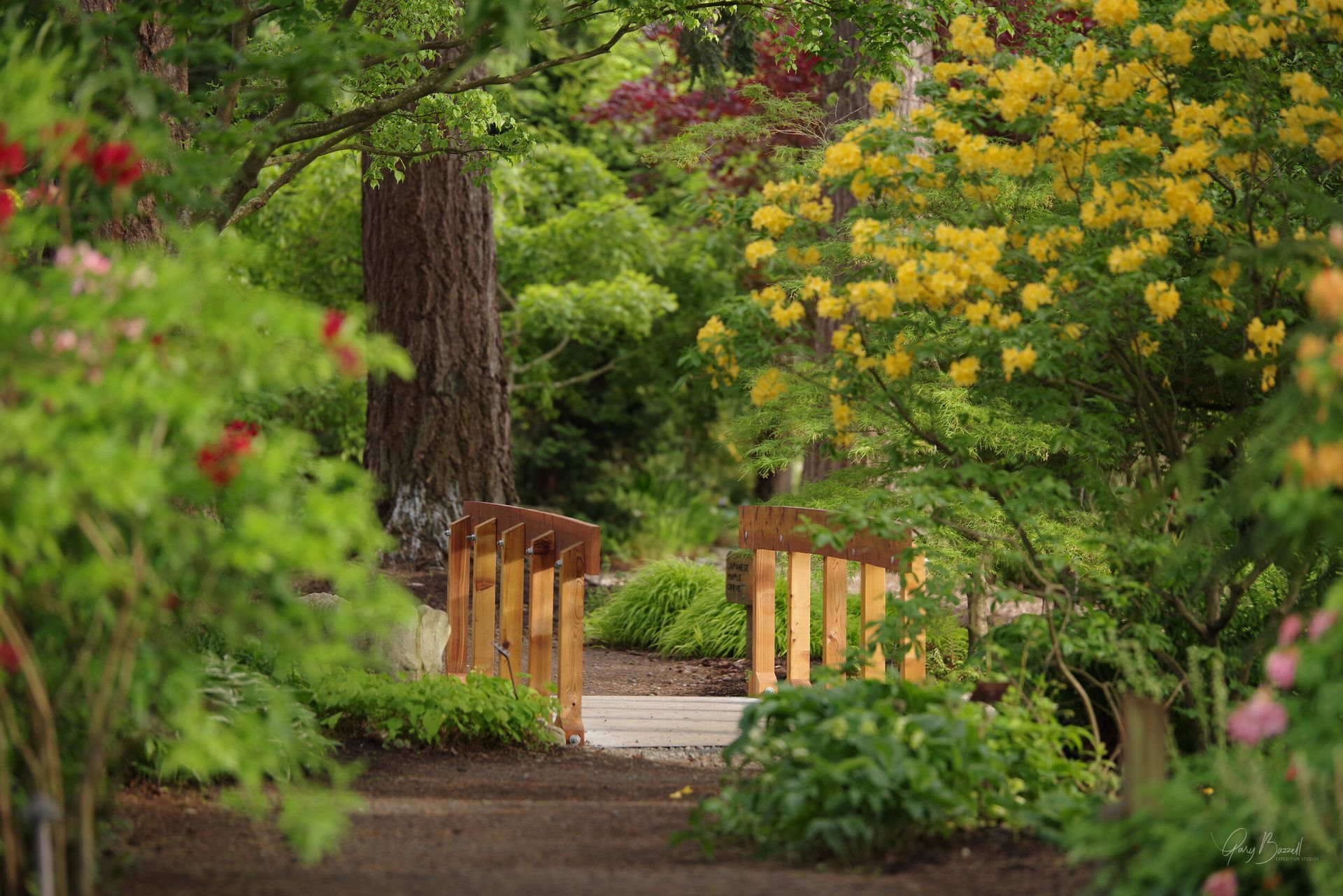 Garden path with wooden gateposts, framed by lush green trees and yellow flowers