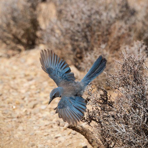 Blue bird flying low over a sandy desert path beside dry brush