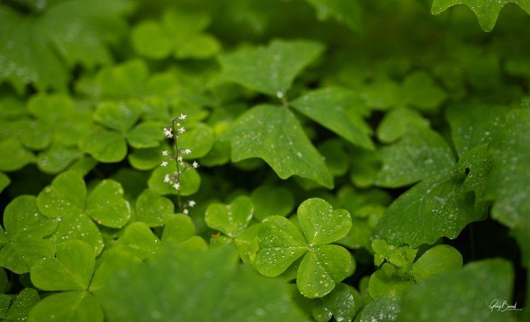 Close-up of bright green clover leaves covered in dew droplets
