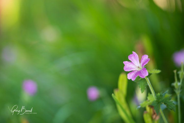 Pink wildflower against a blurred green background