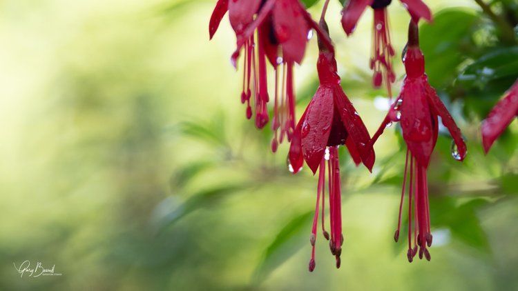 Red hanging fuchsia flowers against a soft green blurred background.