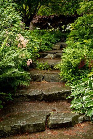 Stone steps winding through a lush green garden with ferns and moss.