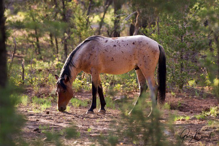 Spotted horse grazing in a wooded area, head down near sunlit ground