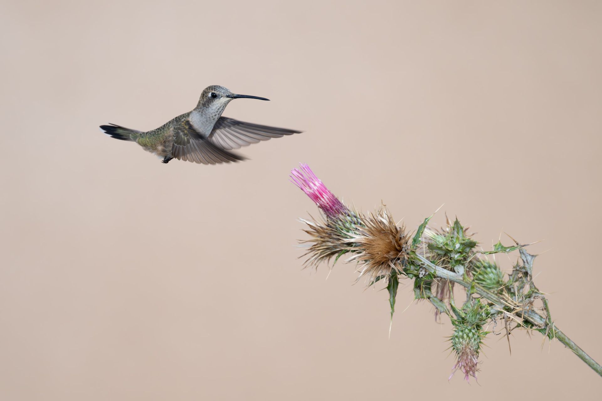 Hummingbird hovering beside a pink thistle flower against a plain beige background