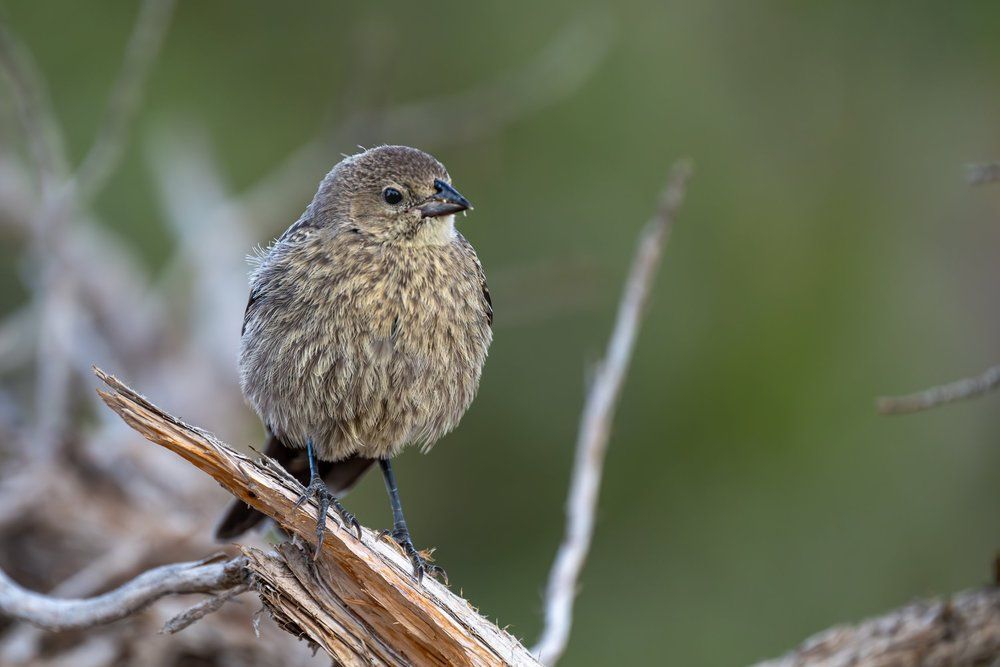 Small brown bird perched on a branch against a blurred green background