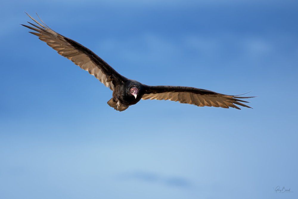 Large brown bird gliding with wings spread against a clear blue sky