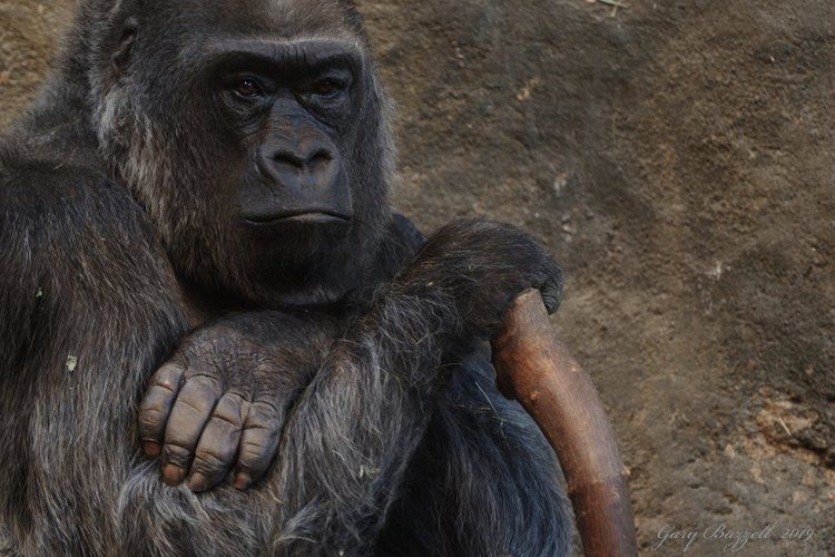 A gorilla resting its arm on another gorilla’s back against a rocky background