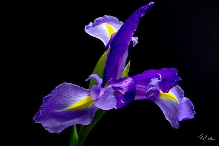 Purple iris flower with yellow and white accents against a black background