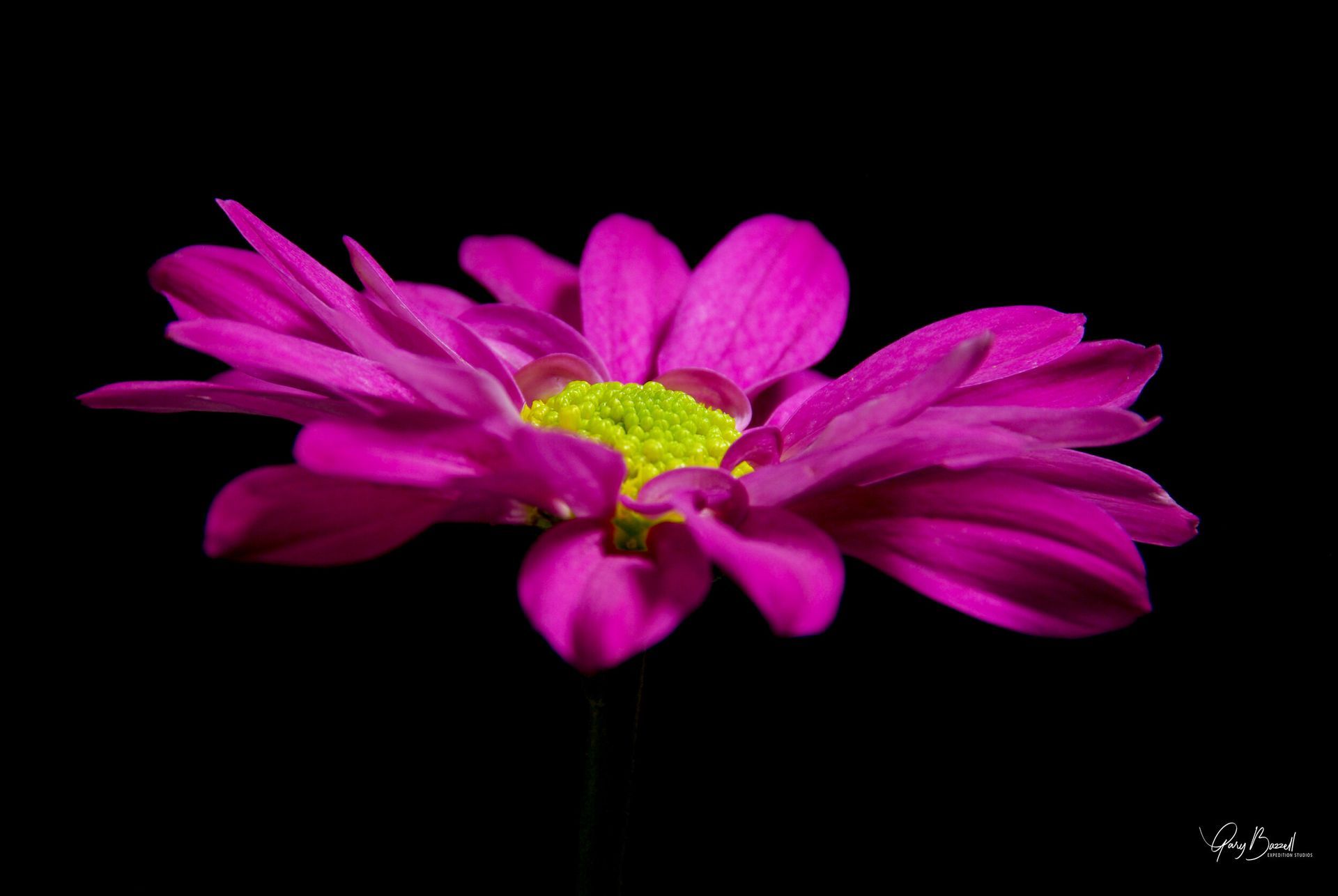 Magenta flower with bright yellow center on a black background