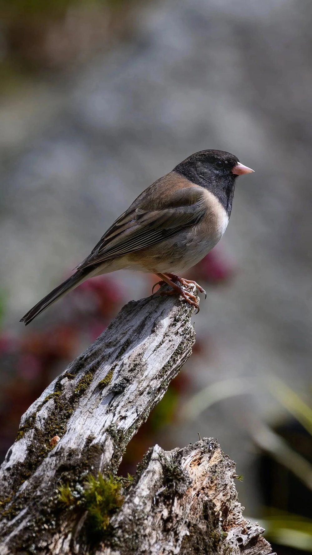 Small bird perched on a lichen-covered branch, with a dark head, gray body, and pink beak.