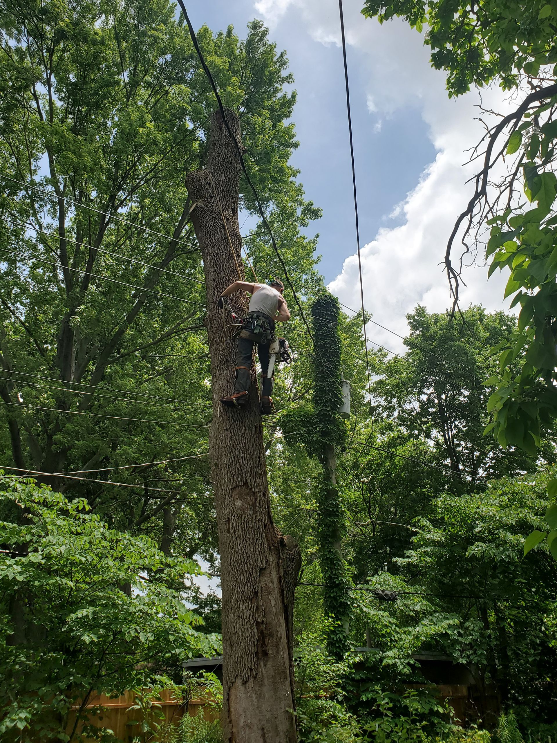dangerous tree removal indianapolis