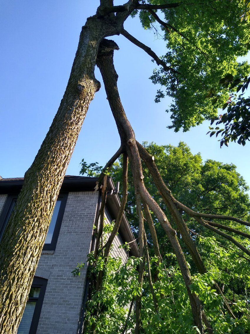 Tree Removal service Indianapolis