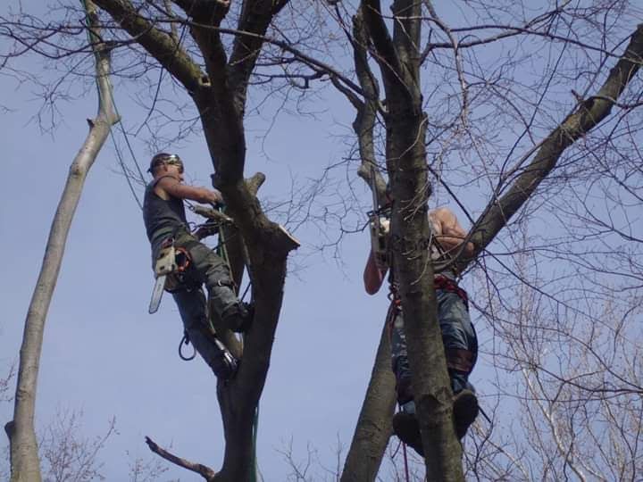Tree service indianapolis