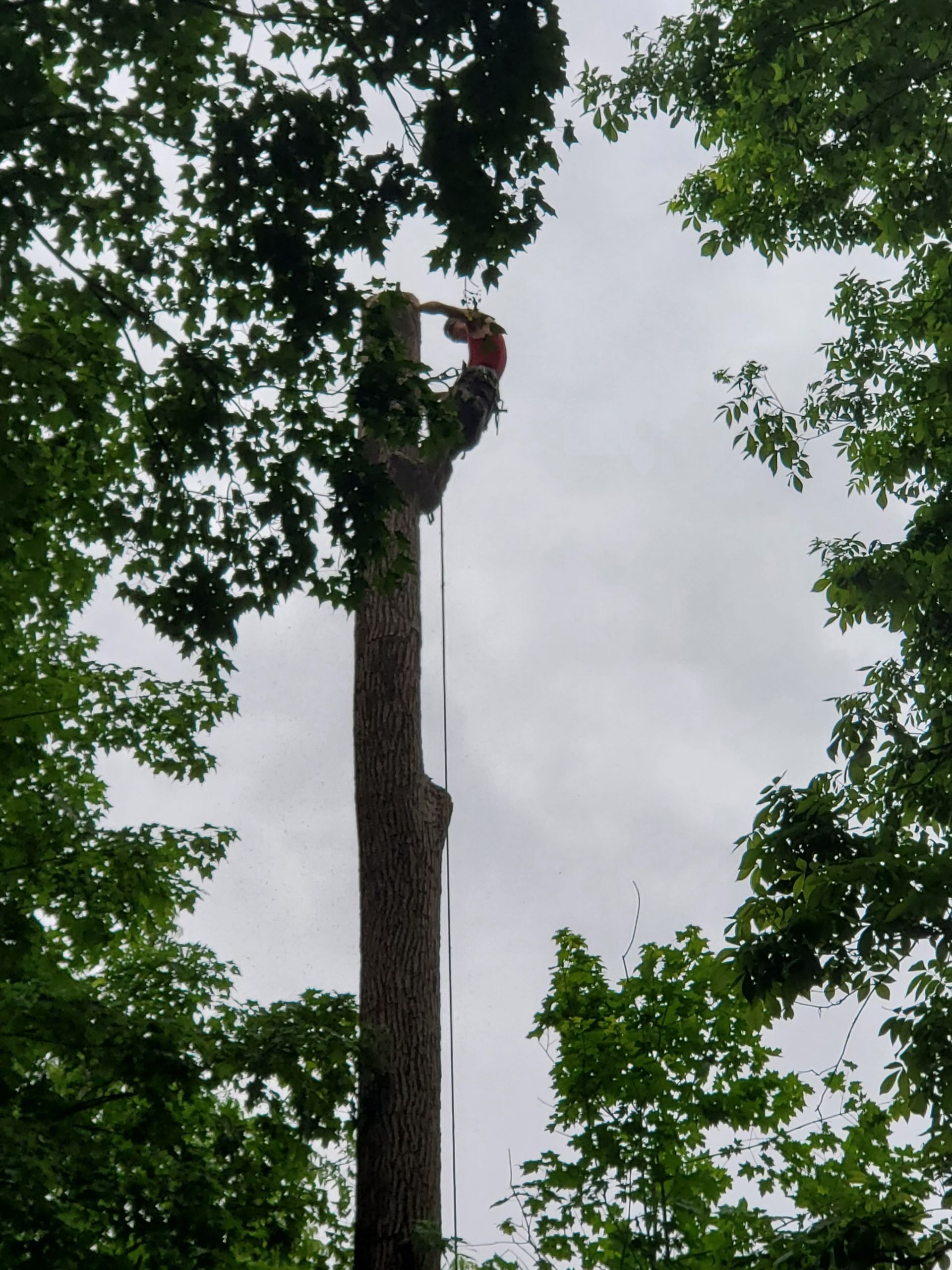 indianapolis tree service