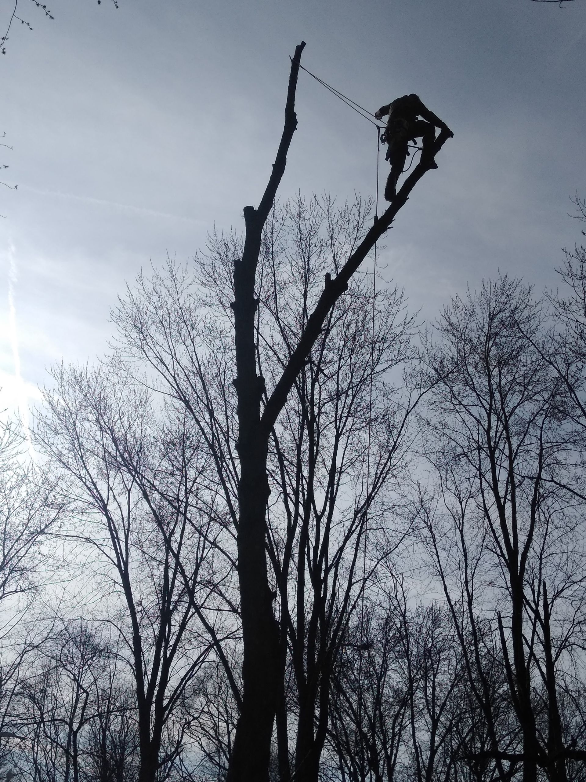 Tree Removal Indianapolis