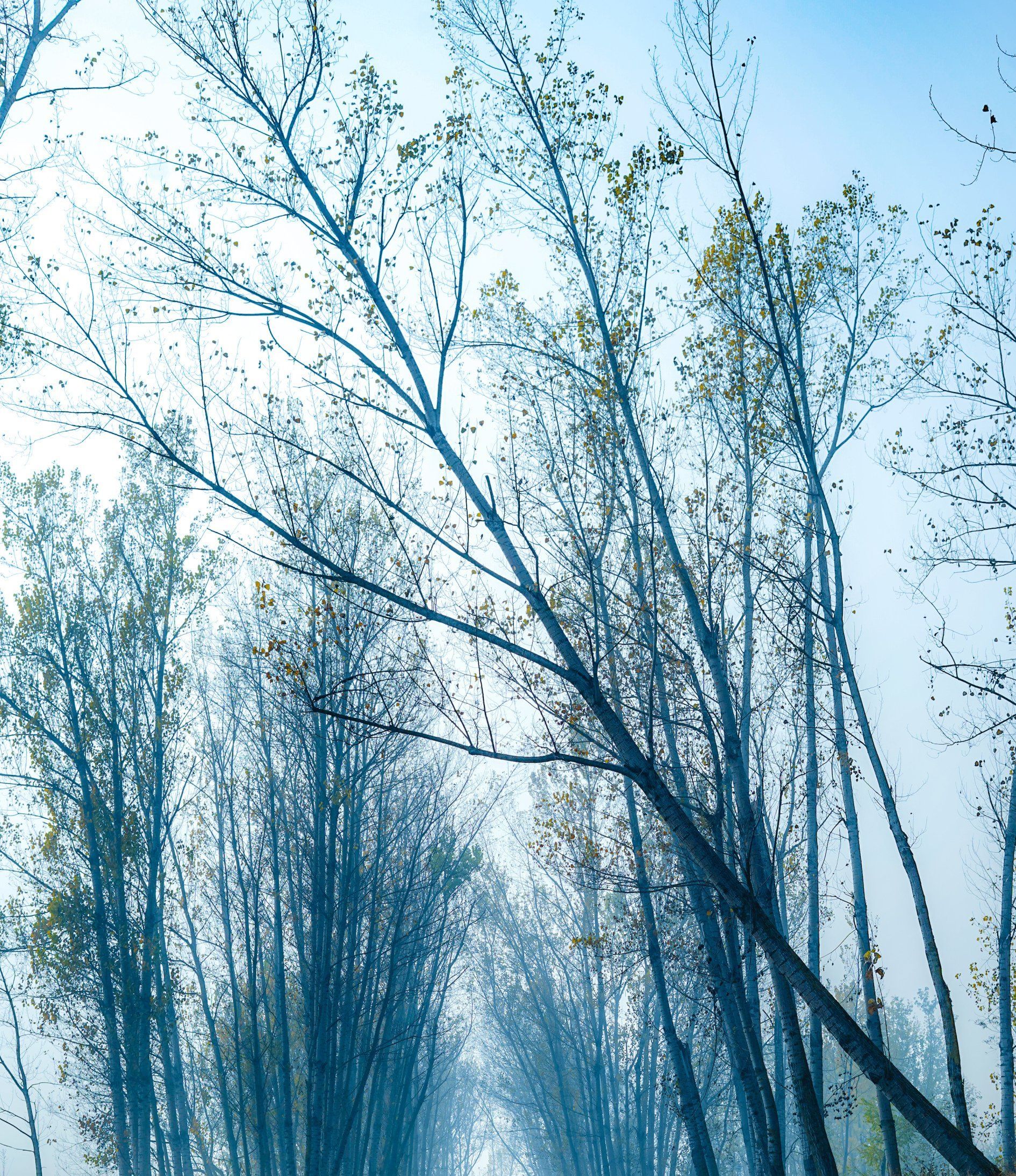 Indianapolis Emergency tree service