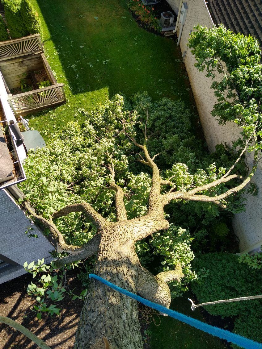 Tree services Indianapolis