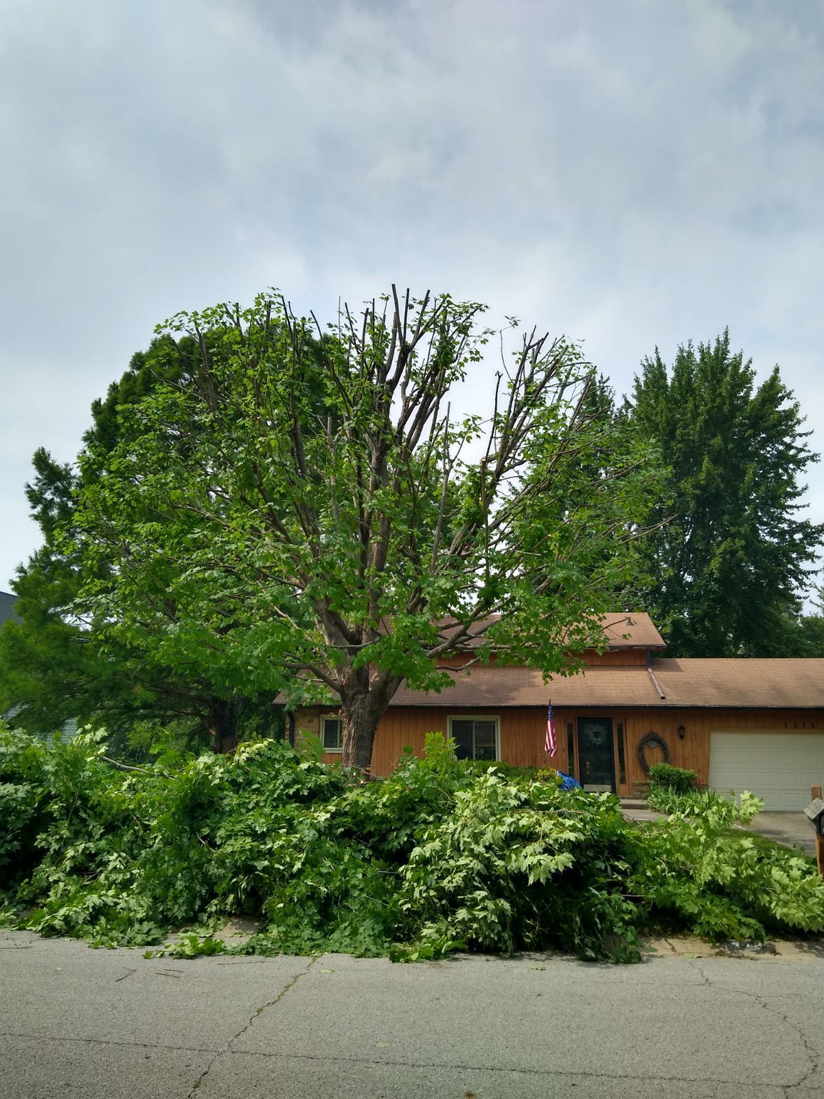 Indianapolis tree service