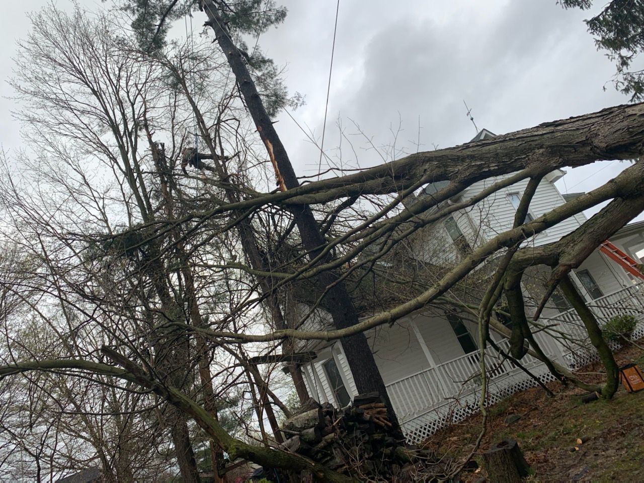 Tree Service Indianapolis Emergency
