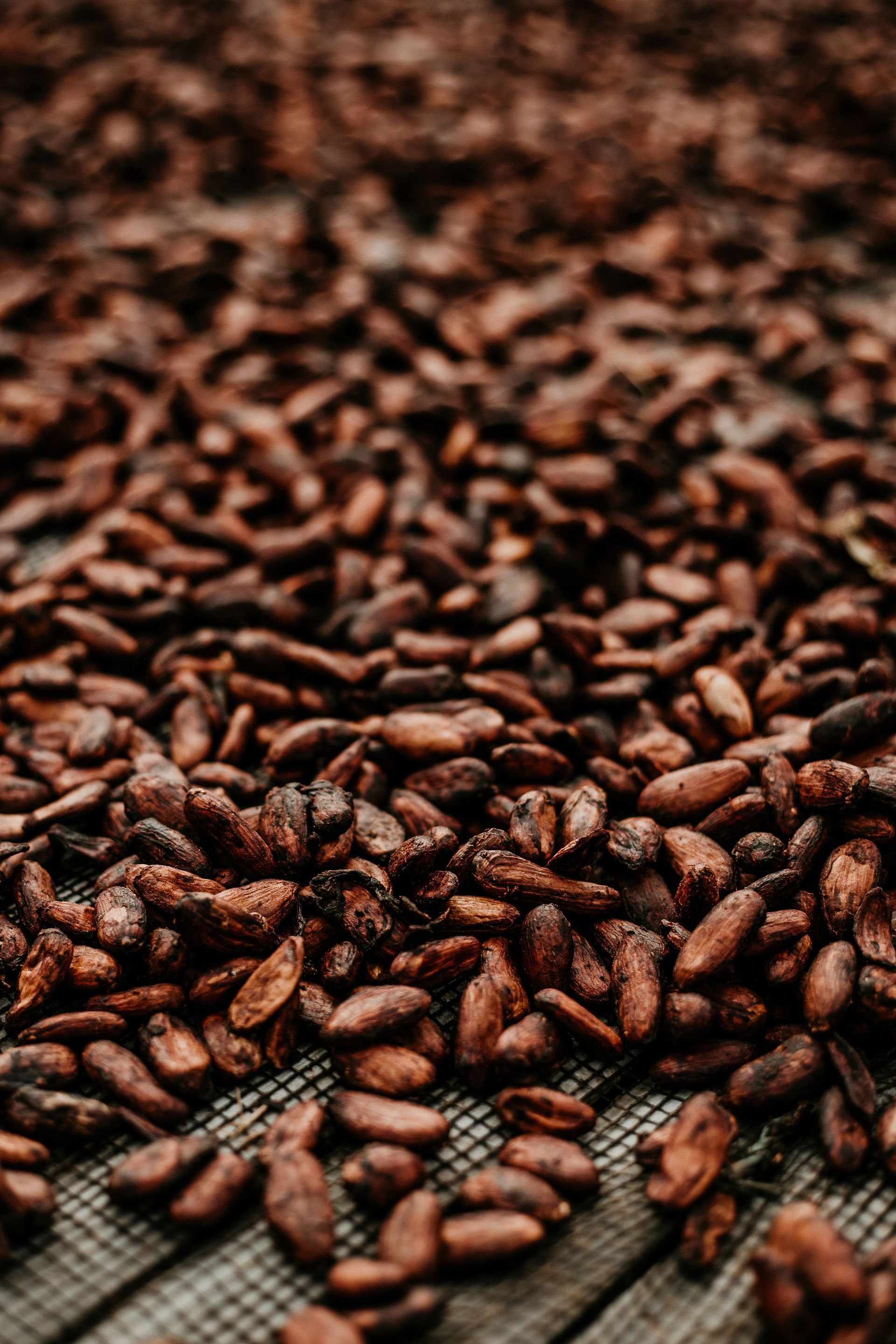 Raw cocoa beans in a ceramic bowl