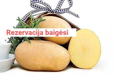 Sėklinės bulvės - Jelly