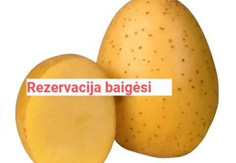 Vineta