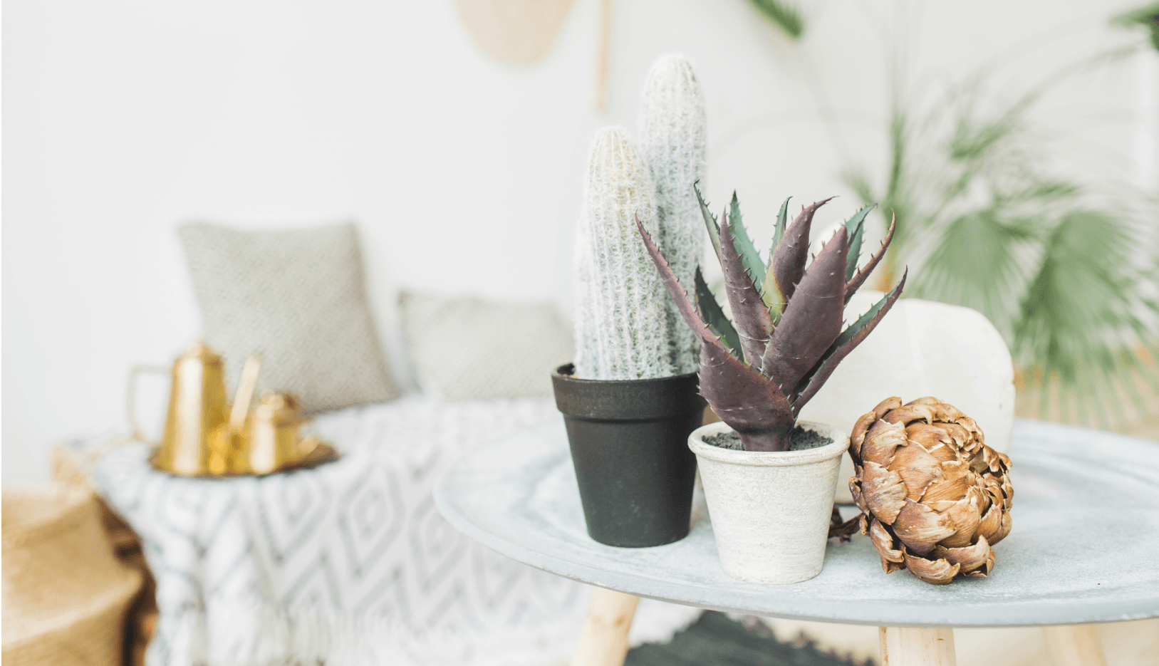 GK Marketing Online | Three potted plants are sitting on a table in a living room.