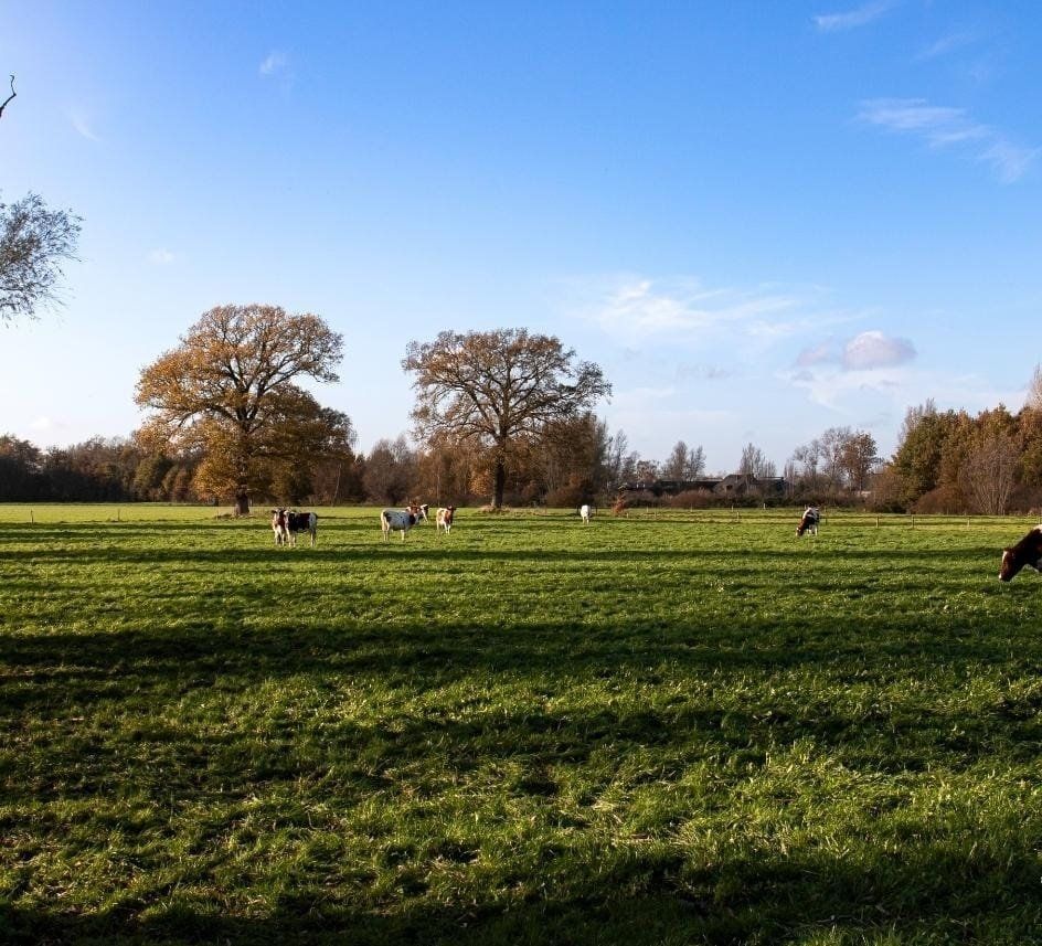 Koeien grazen in een groene weide onder een blauwe hemel met bomen op de achtergrond.