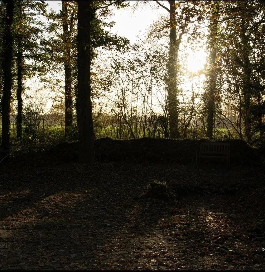 Zonovergoten bospad met hoge bomen en lange schaduwen in de schemering