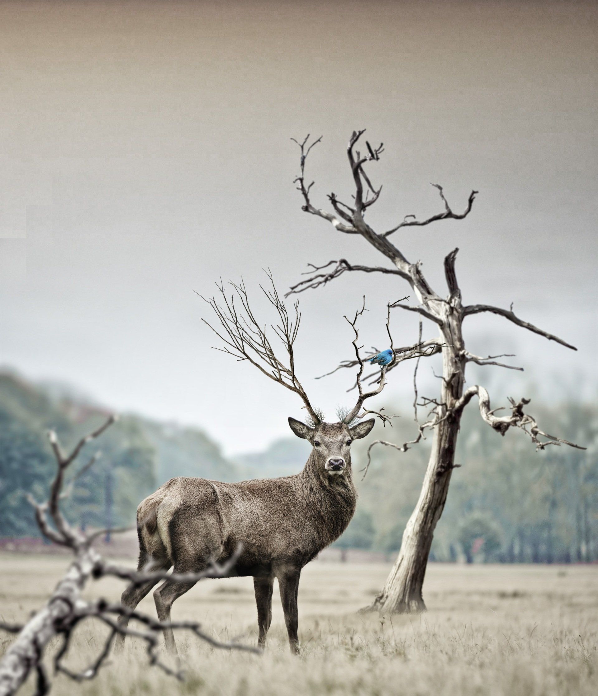 deer with antlers in a big open field