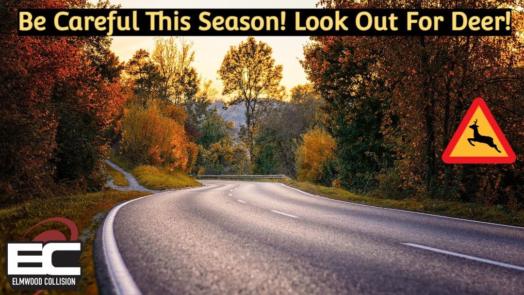deer car accidents in buffalo new york