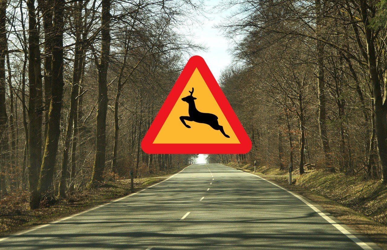 Deer crossing warning sign on a wooded road during deer collision season
