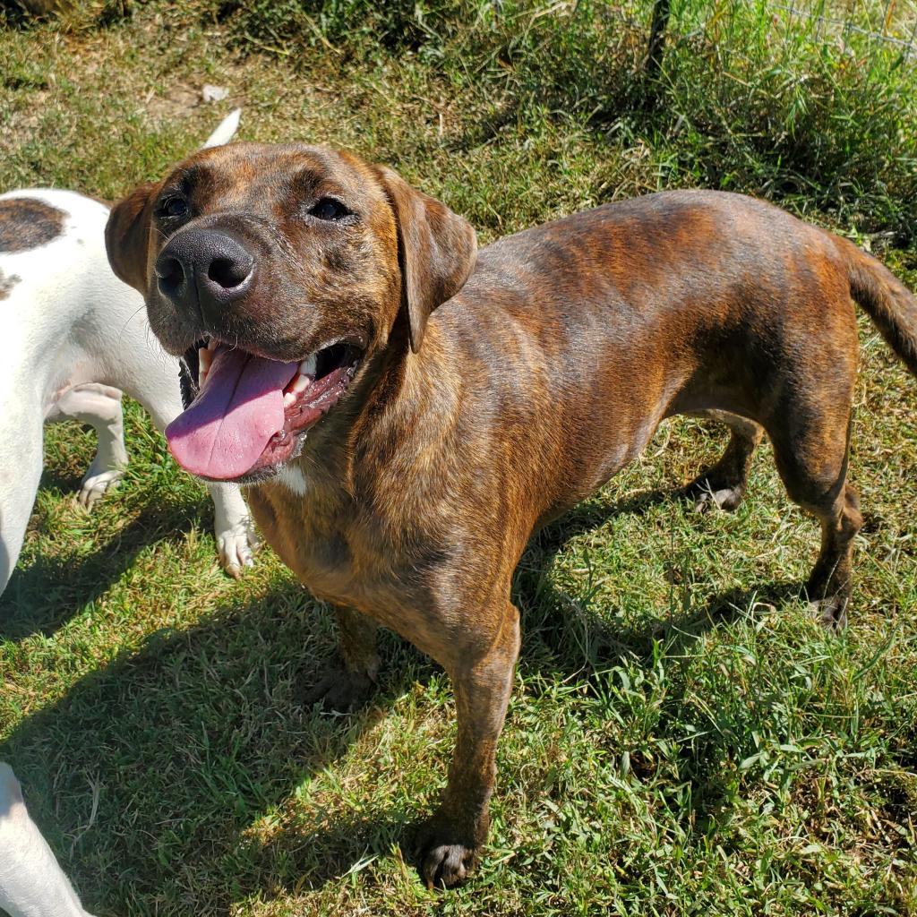 Needy Paws Animal Shelter Furever Friends For Your Family