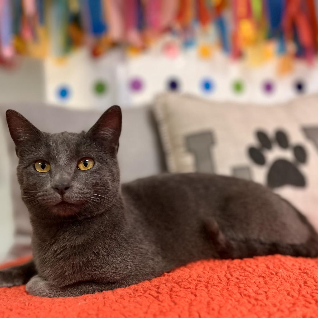 Needy Paws Animal Shelter Furever Friends For Your Family